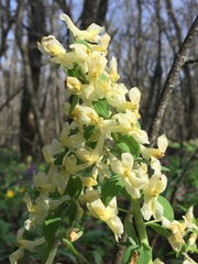 Corydalis cava marschalliana
