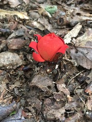 Calostoma cinnabarinum