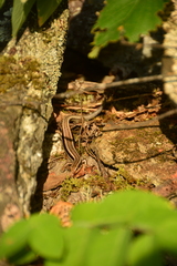 Plestiodon skiltonianus