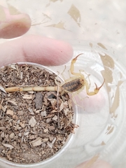Centruroides vittatus