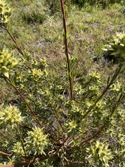 Leucadendron floridum