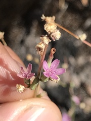 Stephanomeria virgata