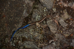 Plestiodon skiltonianus