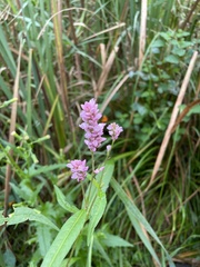 Persicaria amphibia