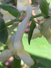 Corydalis cava marschalliana