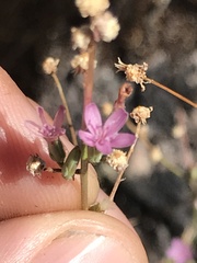 Stephanomeria virgata