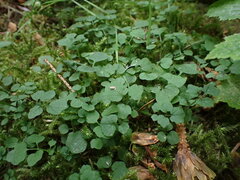 Cardamine flexuosa