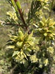 Leucadendron floridum