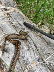 Vipera berus