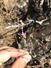 Stephanomeria virgata