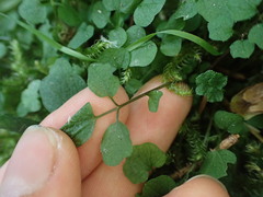 Cardamine flexuosa