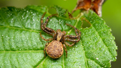 Thomisidae