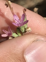 Stephanomeria virgata