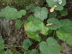 Maianthemum dilatatum