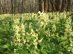 Corydalis cava marschalliana