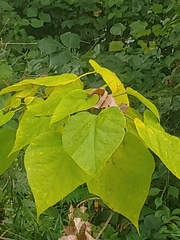 Catalpa speciosa