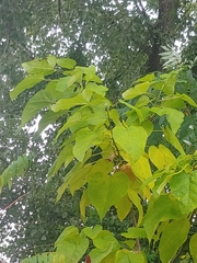 Catalpa speciosa