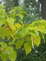 Catalpa speciosa