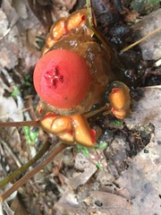 Calostoma cinnabarinum