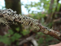 Menegazzia subsimilis