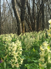 Corydalis cava marschalliana
