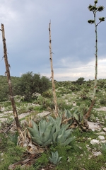 Agave durangensis