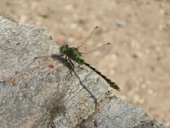 Ophiogomphus severus