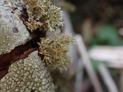 Sphaerophorus tuckermanii