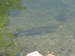 Centropomus undecimalis