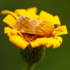 Schinia miniana