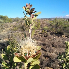 Protea glabra