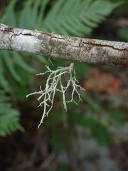 Ramalina farinacea