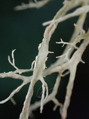 Ramalina farinacea