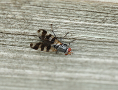 Ceroxys urticae