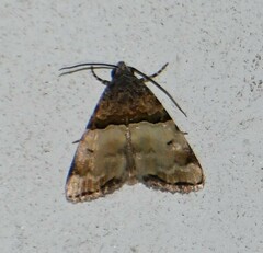 Cobubatha dividua