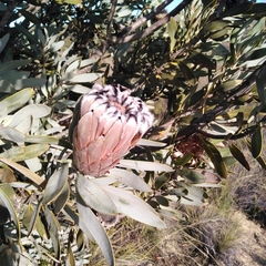 Protea laurifolia