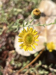 Pulicaria paludosa