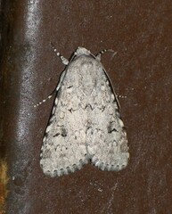 Acronicta