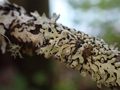 Menegazzia subsimilis