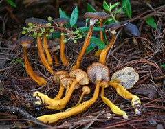 Craterellus ignicolor