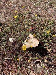 Pulicaria paludosa