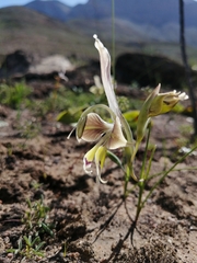 Gladiolus ceresianus