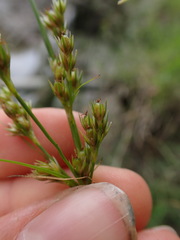 Juncus tenuis