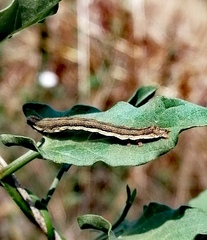 Acontia trabealis