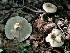 Lactifluus piperatus