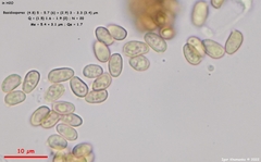 Agaricus diminutivus