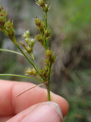 Juncus tenuis