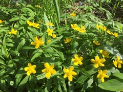 Anemonoides ranunculoides