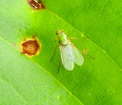 Empidoidea