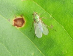 Empidoidea